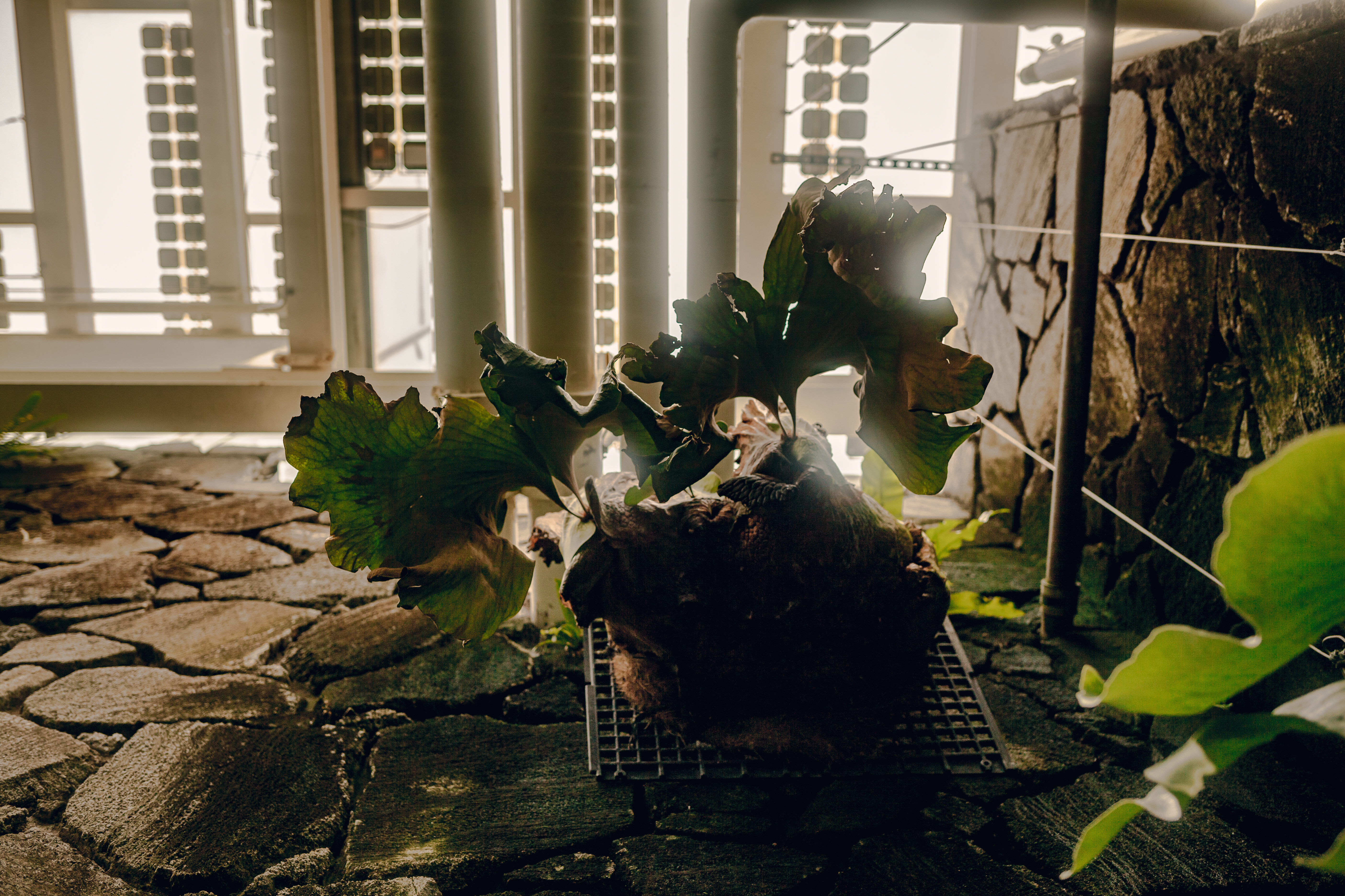 A day in Como Conservatory